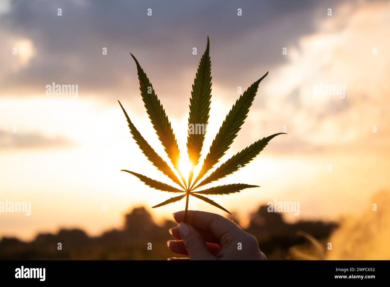 Cannabisblatt in der Hand in der untergehenden Sonne auf verschwommenem Hintergrund Stockfoto