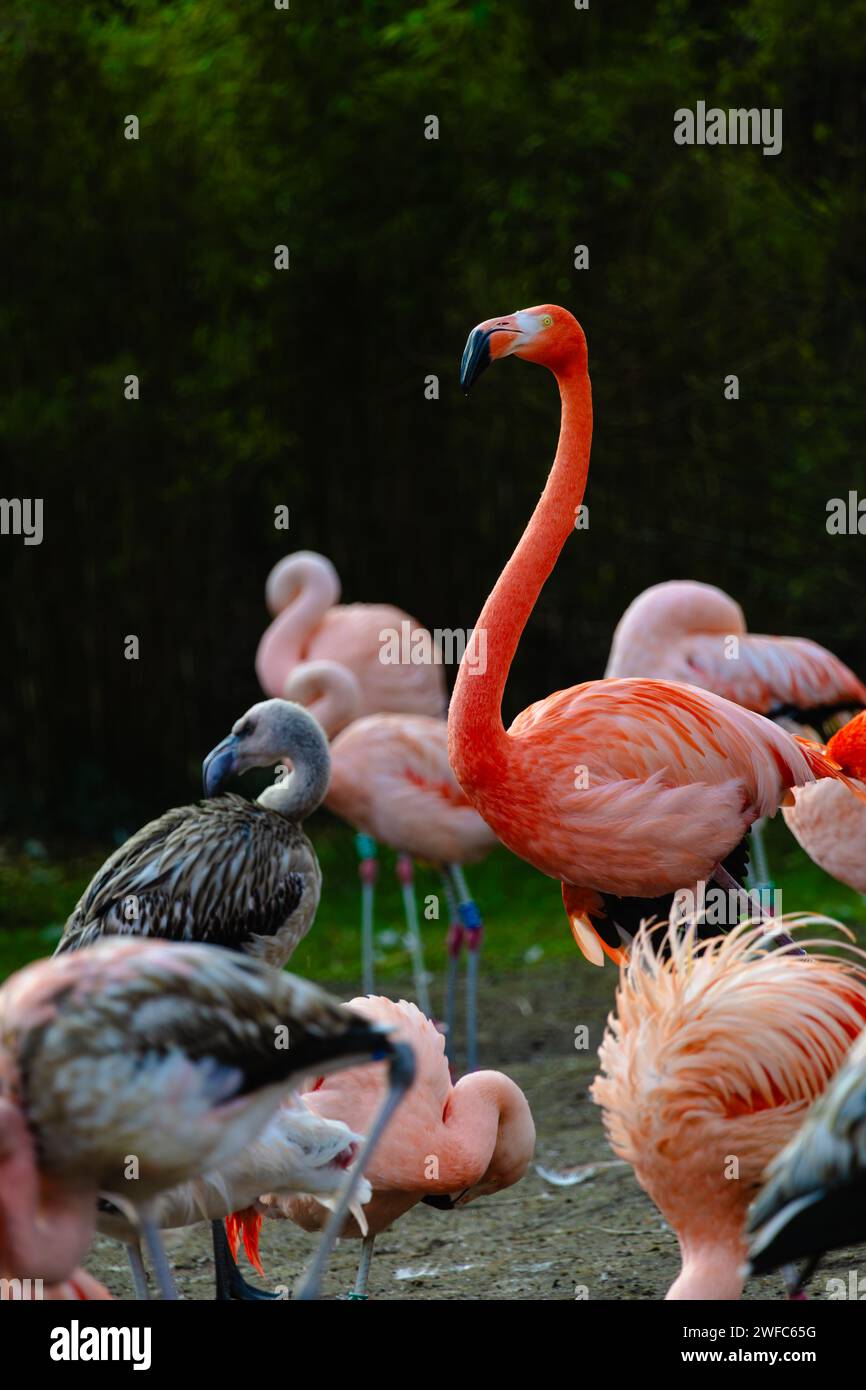 Verschiedene Flamingos mit langen Hälsen stehen auf der Erde Stockfoto