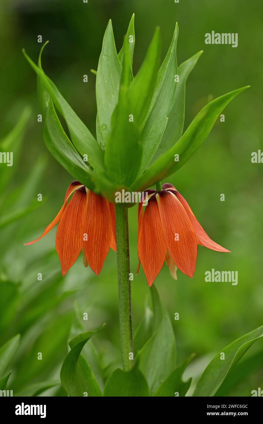 Blühende Krone imperiales, imperiales Fritillar oder Kaiserkrone (Fritillaria imperialis) vertikales Bild. Zwei orangefarbene Gartenblumen, Ungarn, Tokaj Stockfoto
