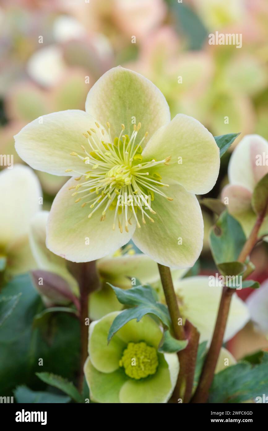 Helleborus ericsmithii Monte Cristo, Helleborus ericsmithii Coseh 860, dunkelrote Stiele, Haufen cremiger blassgrüner Blüten, weich rosa-aprisch Stockfoto