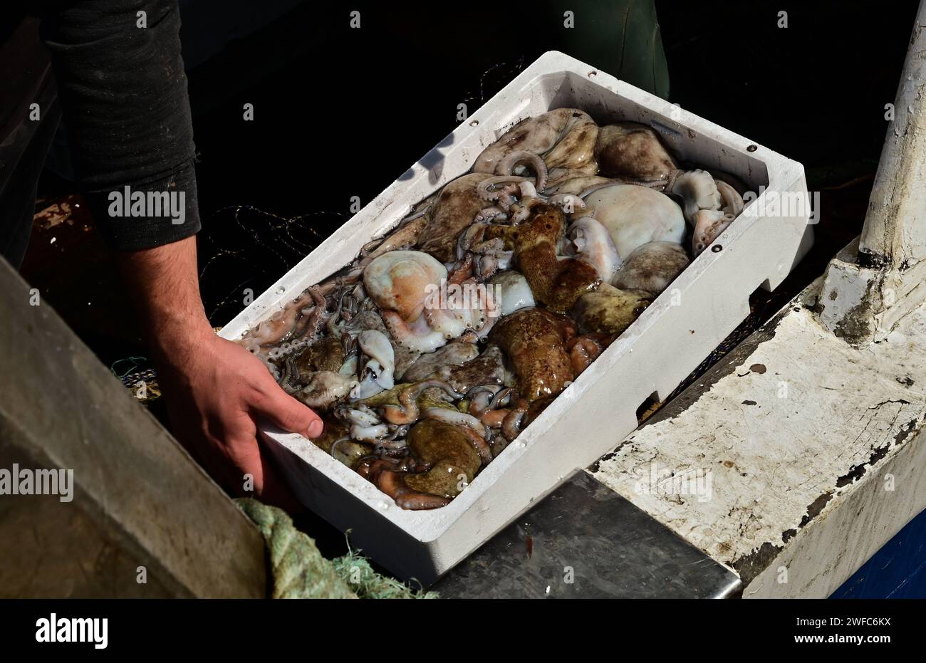 Ein Mann, der viele frisch gefangene Oktopus (Octopus vulgaris) in einer Polystyrol-EPS-Fischbox hält, entlädt den Oktopus vom Boot Stockfoto