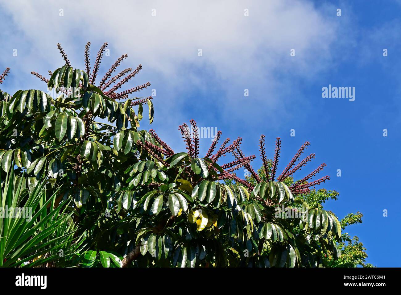 Oktopusblüten (Heptapleurum actinophyllum) und blauer Himmel Stockfoto