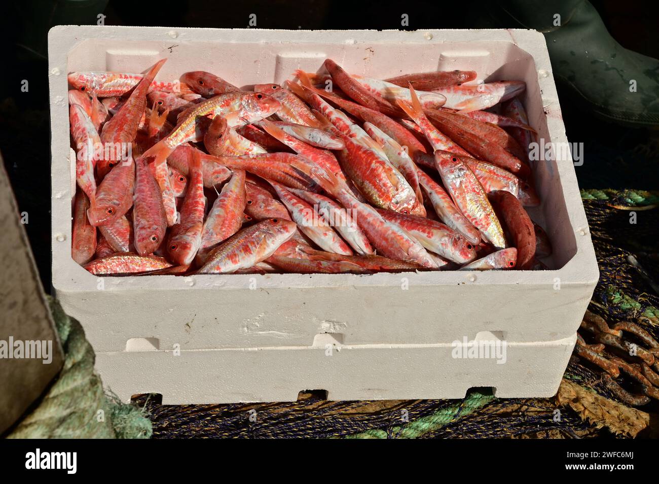 Eine Fischkiste mit frisch gefangener Rotbarbe (Mullus surmulletus) in Polystyrol-EPS-Fischkisten. Wild gefangener, gesunder, frischer Meeresfisch. Stockfoto