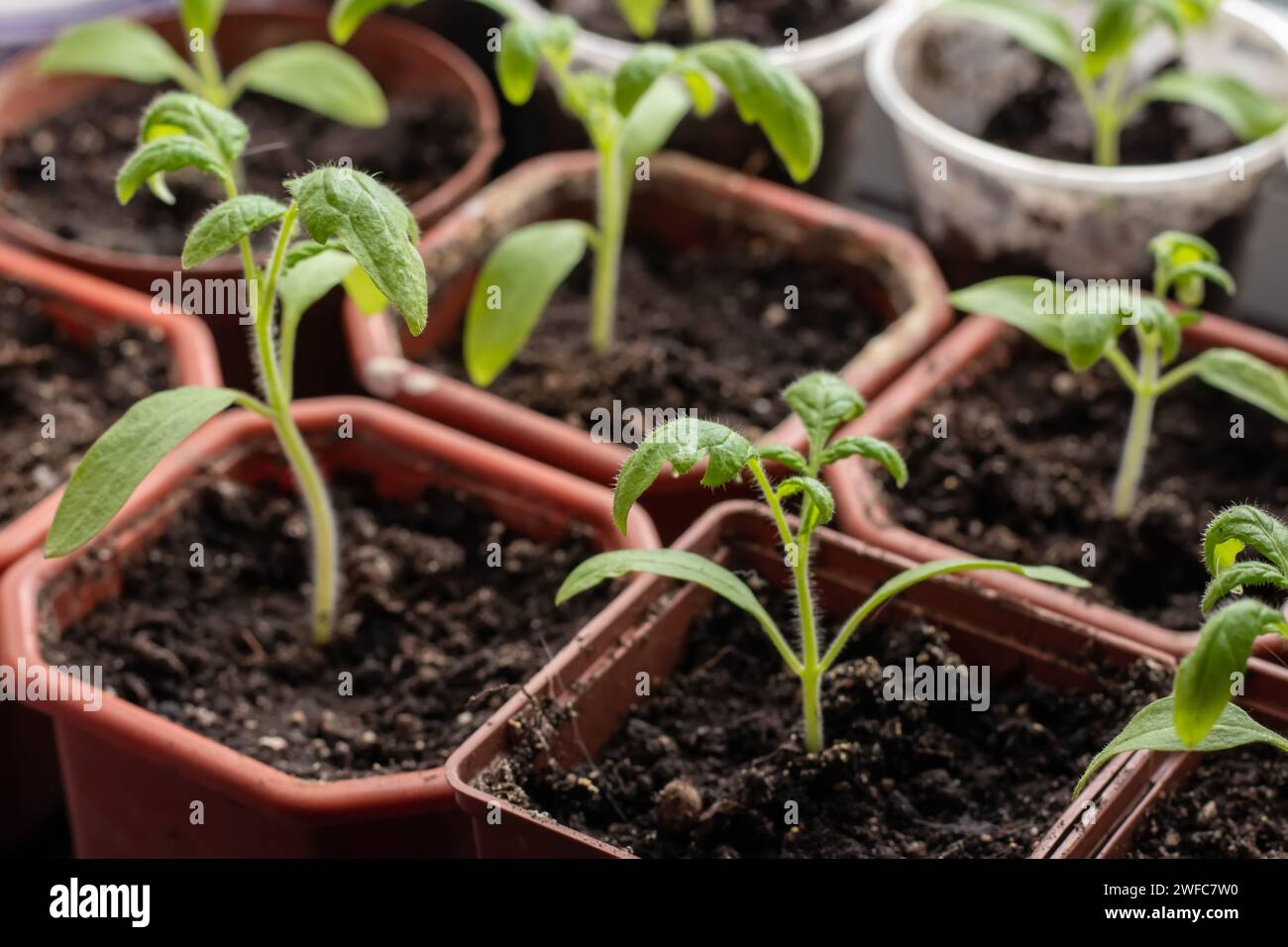 Kleine Setzlinge von Salat, die in einem Anbaublech wachsen, Stockfoto