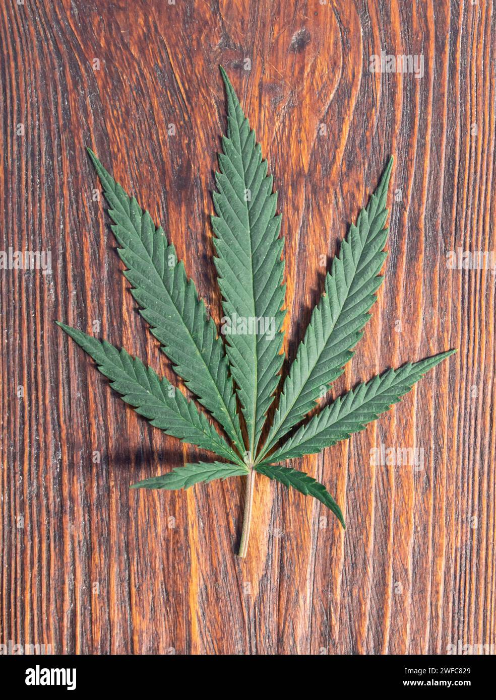 Cannabisblätter auf altem hölzernem Hintergrund Stockfoto