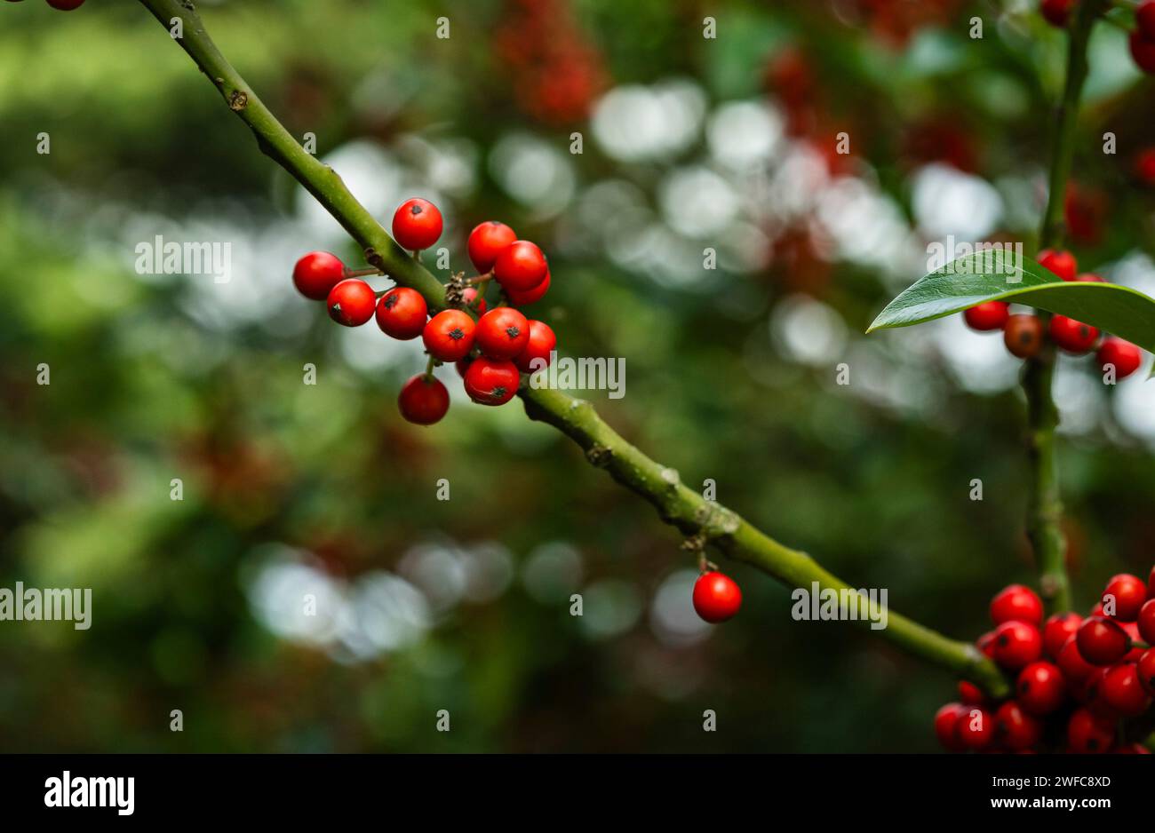 Holly Beeren im September, Peterborough, Cambridgeshire, England Stockfoto