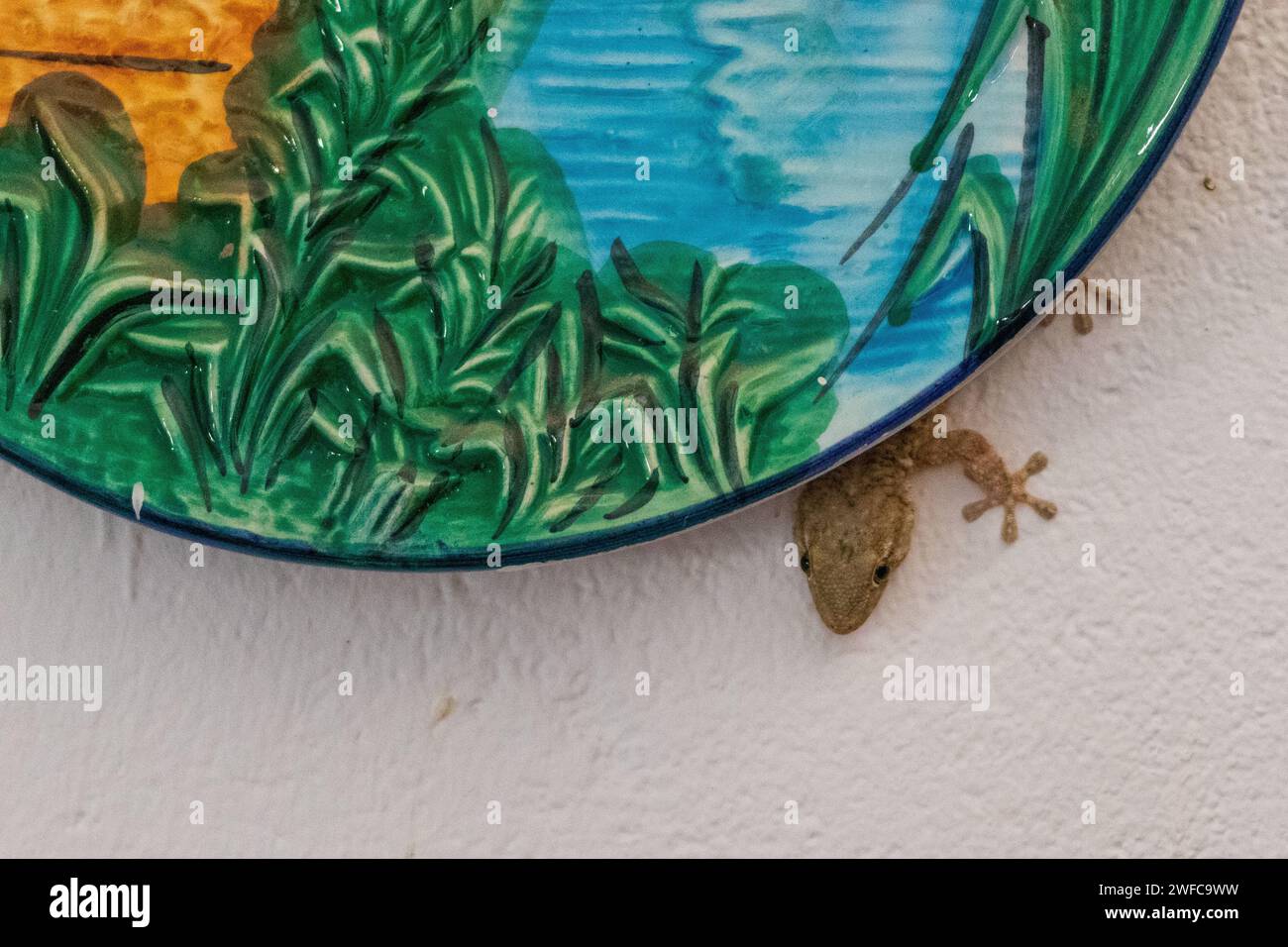 Tarentola mauritanica, maurischer Gecko versteckt sich hinter einem Teller in der Küche Stockfoto