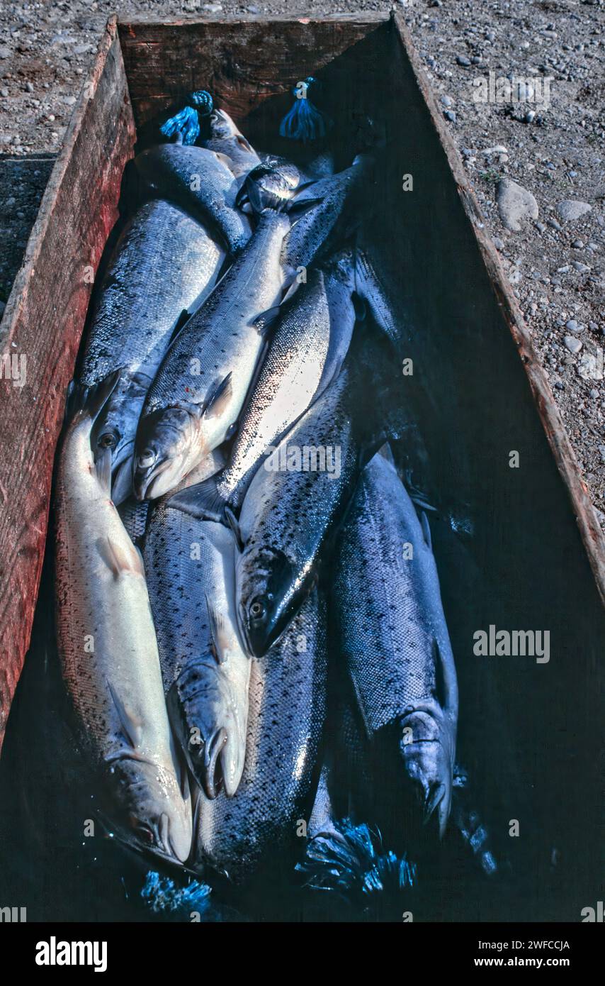 Lachsnetze auf dem Fluss Spey bei Tugnet Fisch in der Verpackung bereit zum Versand Stockfoto