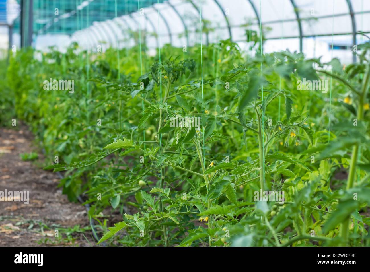 Tomaten Reifen auf hängendem Stiel im Gewächshaus. Stockfoto