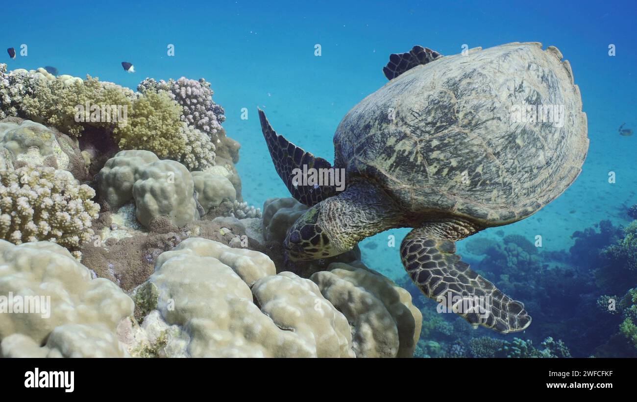 Der Blick von oben auf Hawksbill Sea Turtle oder Bissa (Eretmochelys imbricata) ernährt sich von harten Korallen auf einem wunderschönen tropischen Riff, Rotes Meer, Ägypten Stockfoto