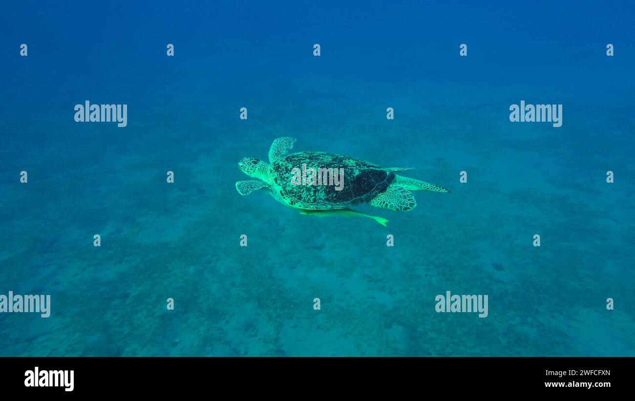 Draufsicht auf die große grüne Meeresschildkröte (Chelonia mydas), die über dem mit grünen Algen bedeckten Sandboden schwimmt, das Rote Meer, Ägypten Stockfoto