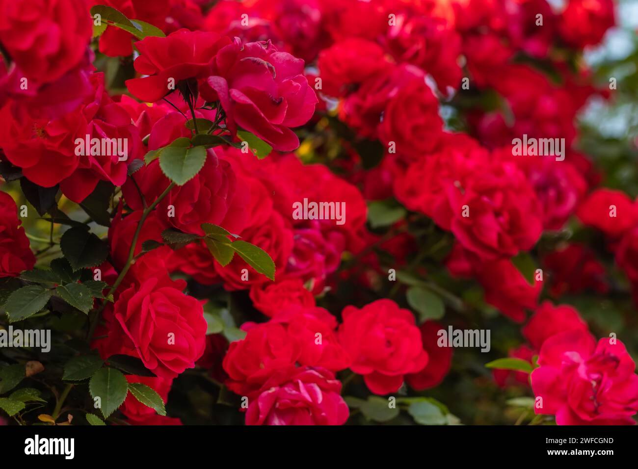 Schöne rote Rosen Bush im Sommer morgen Garten auf hellen Sommertag Hintergrund. Stockfoto