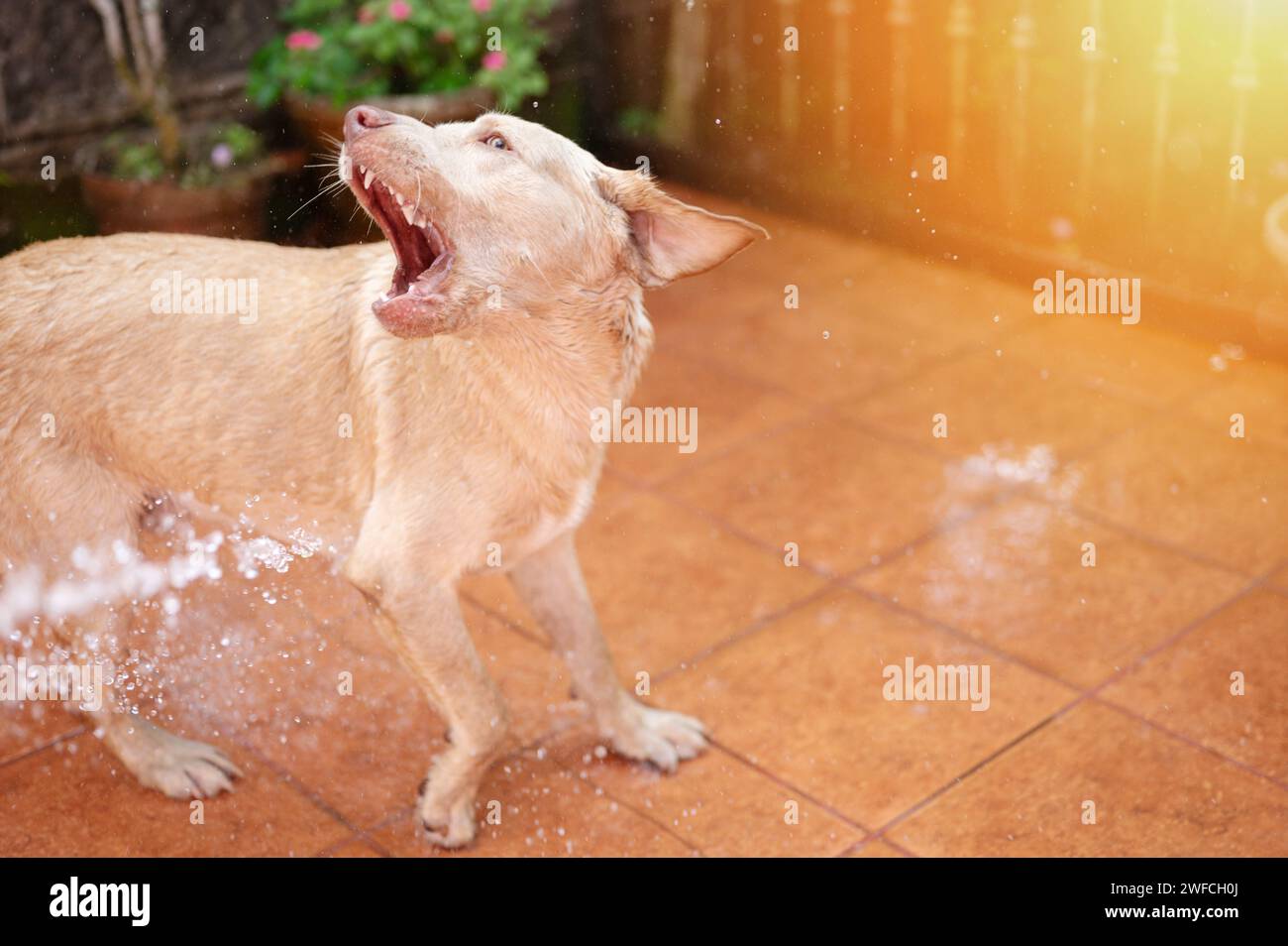 Labrador-Hund spielen mit Wasser auf dem Hinterhof des Hauses an sonnigen Tagen Stockfoto