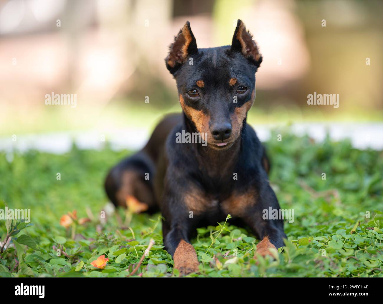 Lustiges Porträt des Doberman-Pincher-Hundes auf grünem Gras-Garten-Hintergrund Stockfoto
