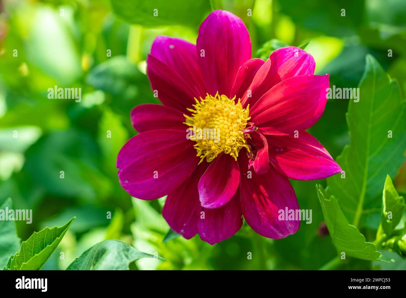 Dahlia pinnata Dahlia pinnata Cav. Mit violetter Farbe in voller Blüte. Stockfoto