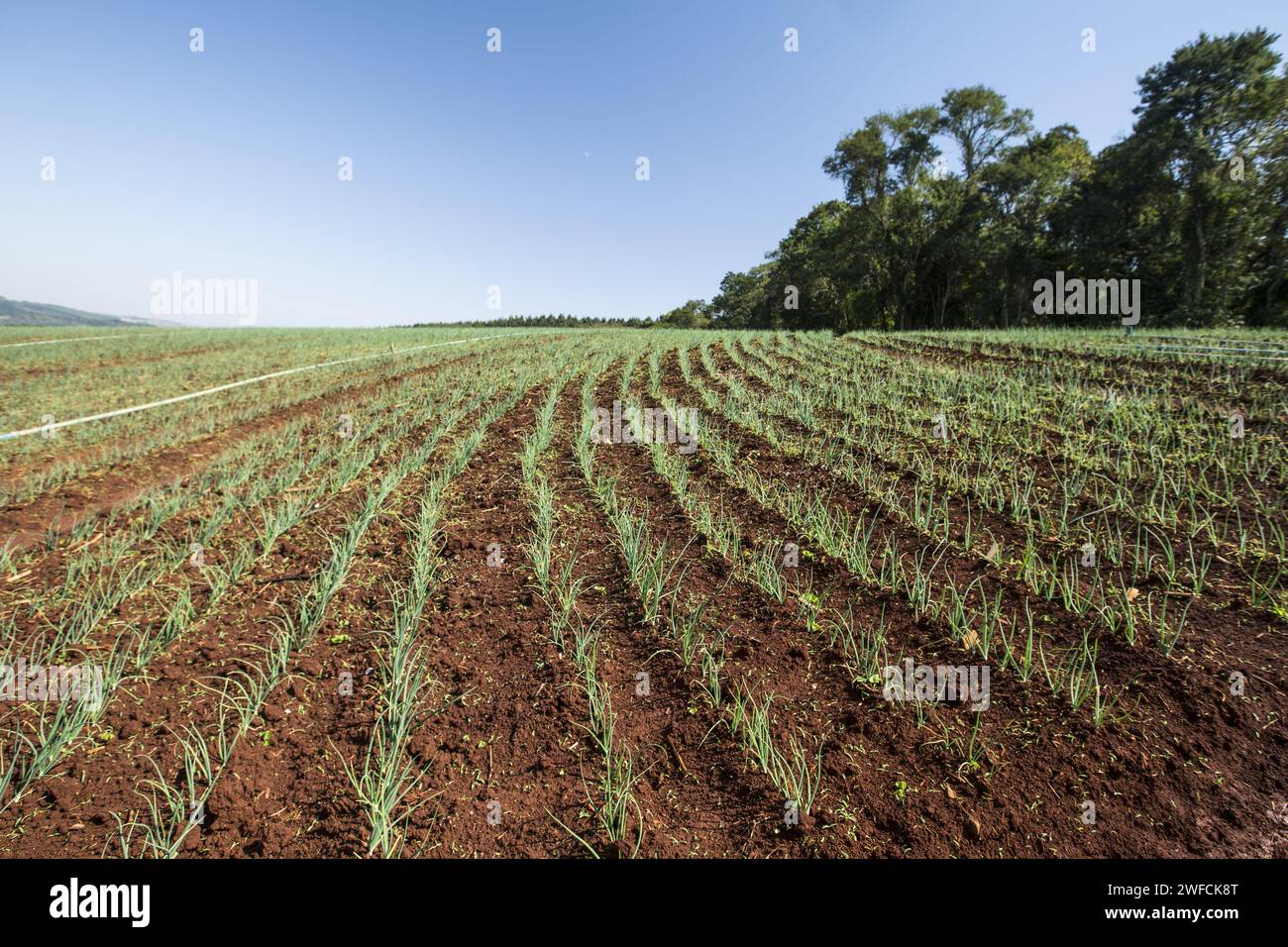 Zwiebelplantage - mit 50 Tagen Stockfoto