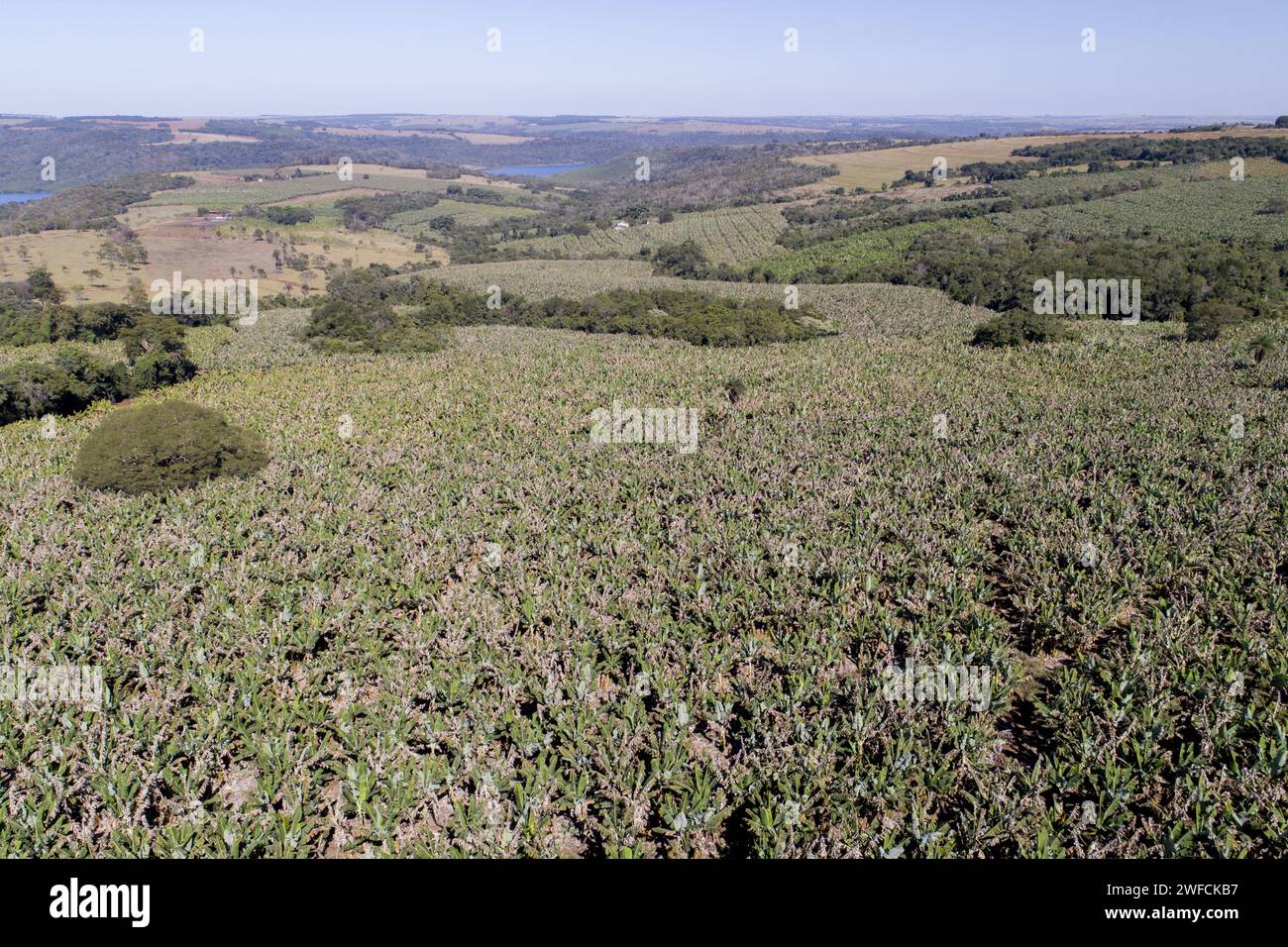 Ansicht der Plantagendrohne von Bananen - Stockfoto