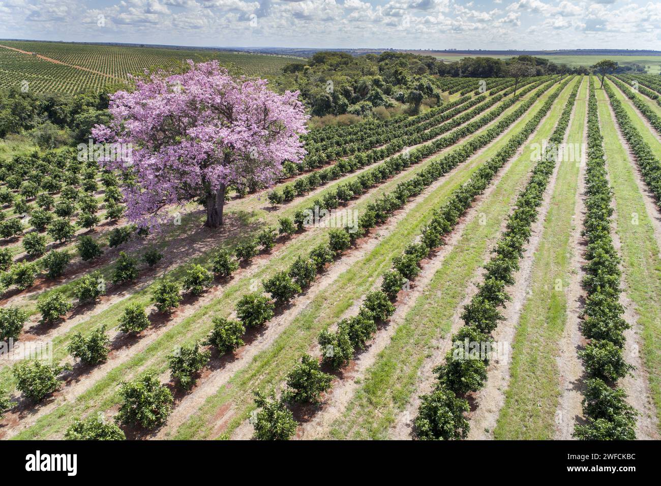 Blick auf die Drohne des rosa-blumigen Pflasters zwischen Orangenplantage - Stockfoto