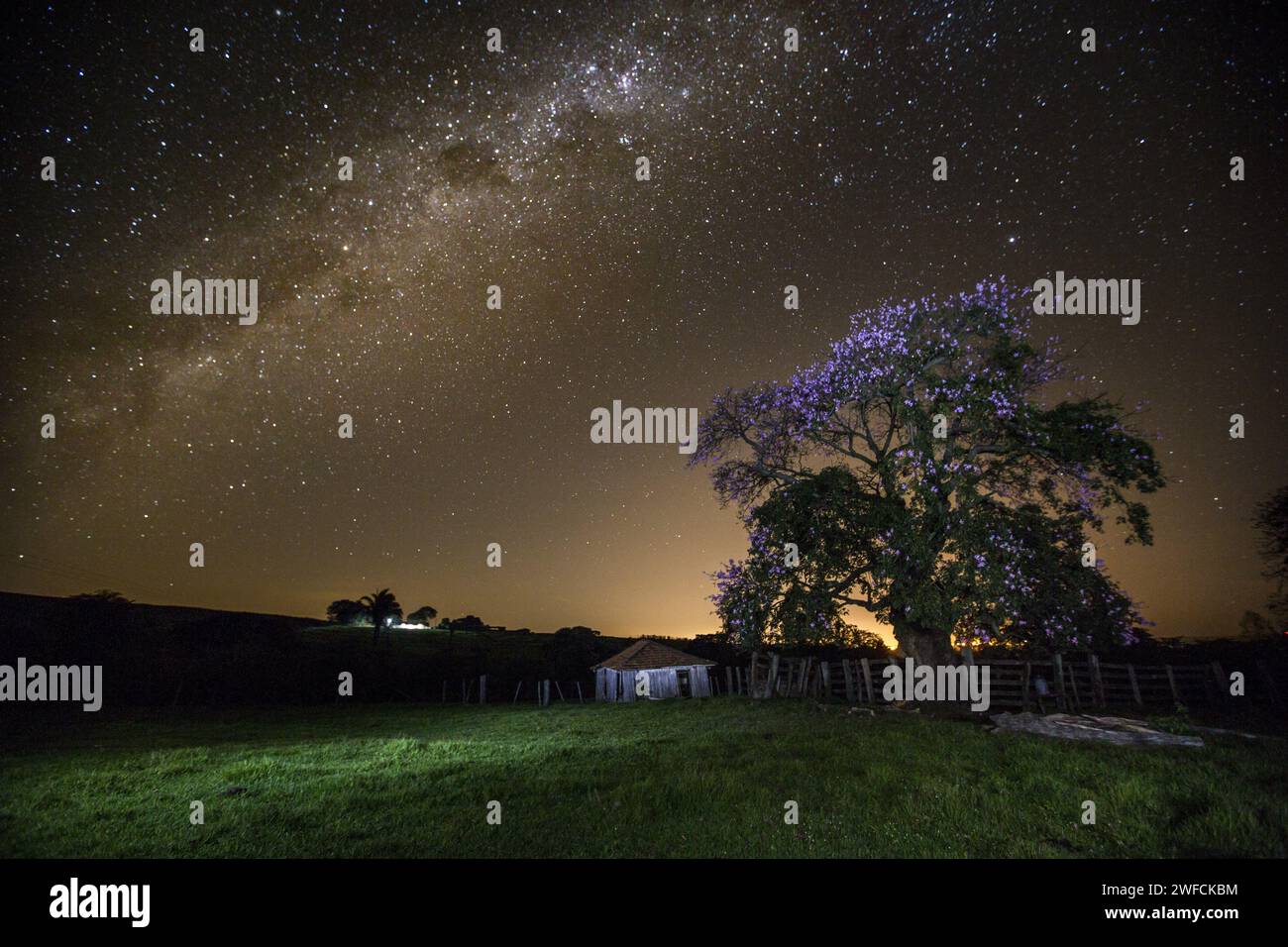 Nächtliche ländliche Landschaft mit Höhepunkt für das violette florida und die Milchstraße - auch bekannt als Barriguda, Barriguda-de-espinho und Paineira-rosa Stockfoto