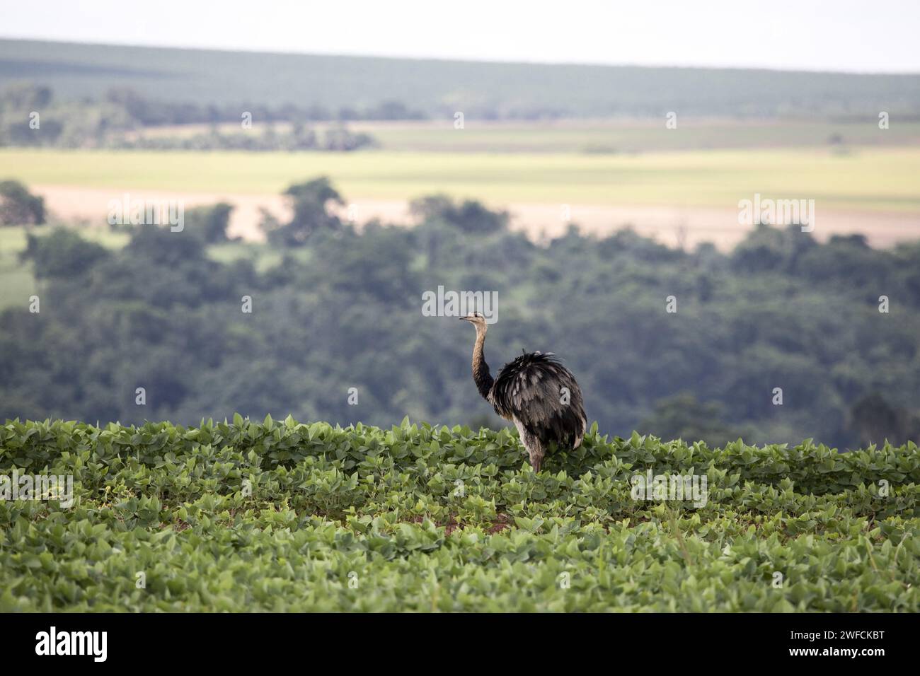 EMA in der Sojabohnenplantage - Stockfoto
