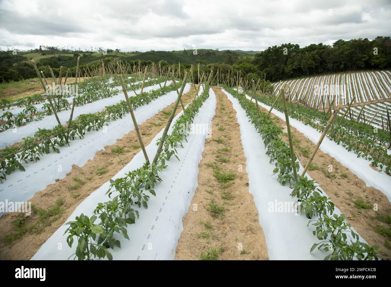 Pfefferplantage - Stockfoto