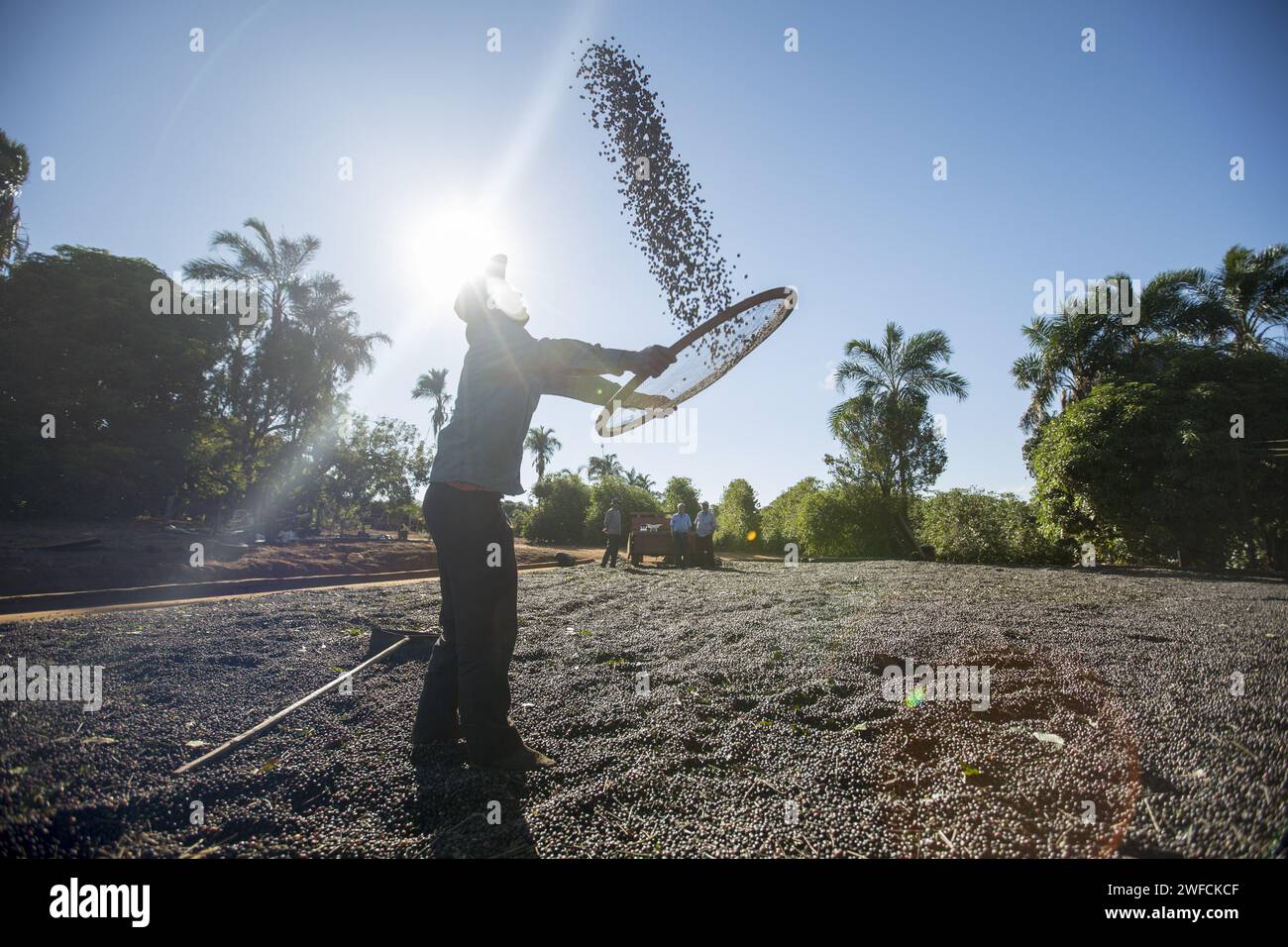Coffee Grower wählt Kaffee mit Sieb aus - Stockfoto