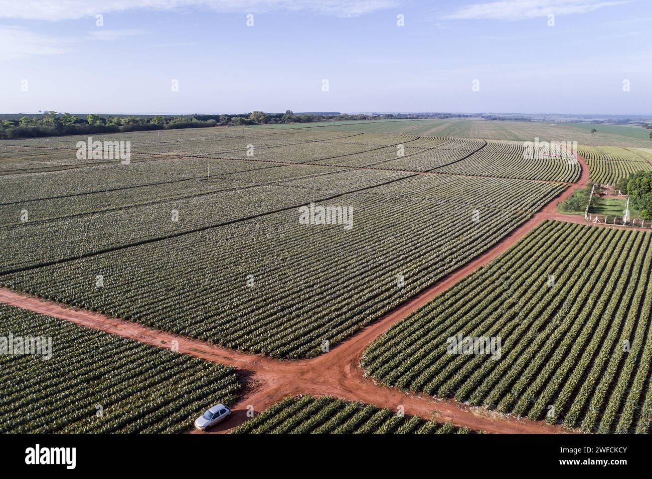 Blick auf Plantagendrohne von Perle Ananas - Stockfoto
