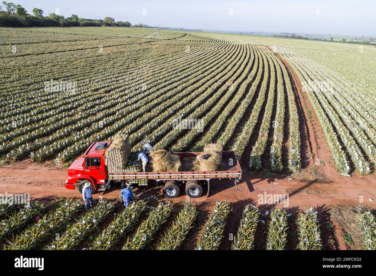 Ansicht der LKW-Drohne, die nach der Ernte mit Perlmutt beladen wird - Stockfoto