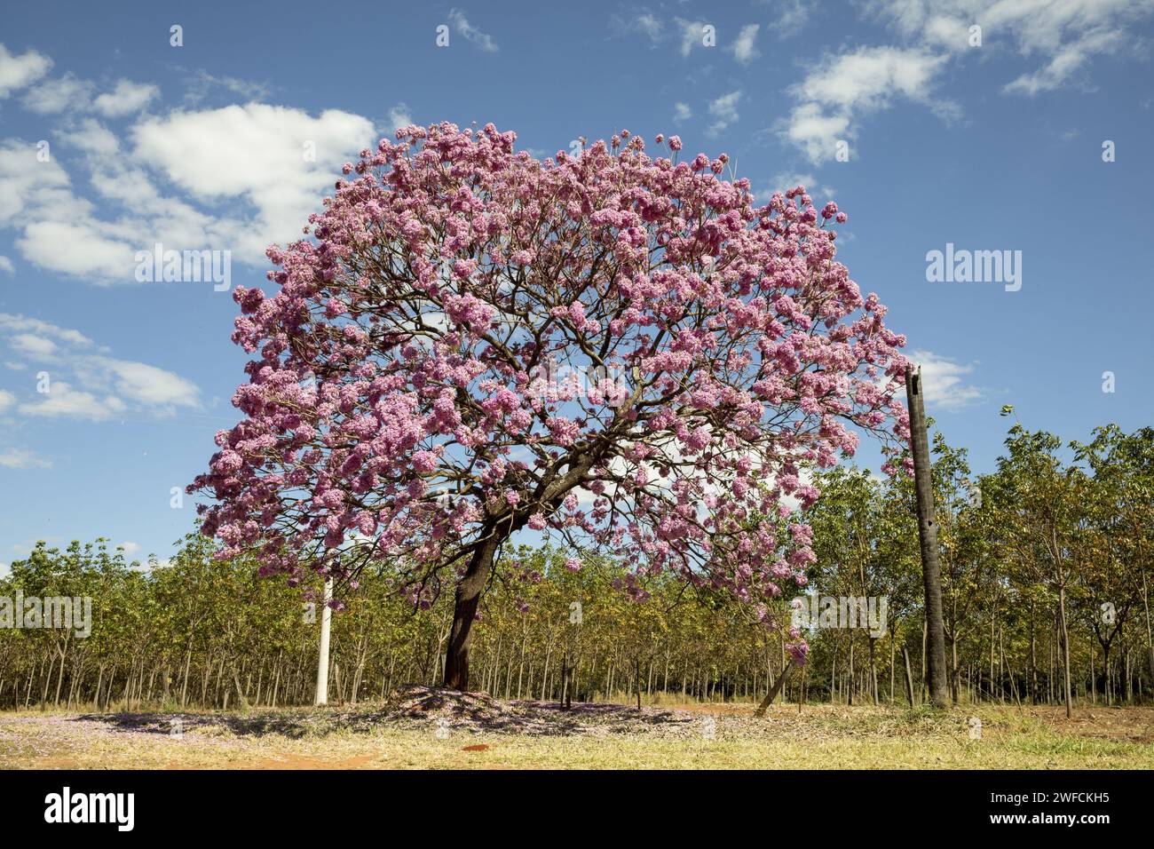 Geblümtes rosa ipe – auch ipe-mirim, ipe-Black, ipe-Purple, ipe-Tobacco, lila ipeúva und peúva genannt – SIEHE FOTO 03ADR652 Stockfoto