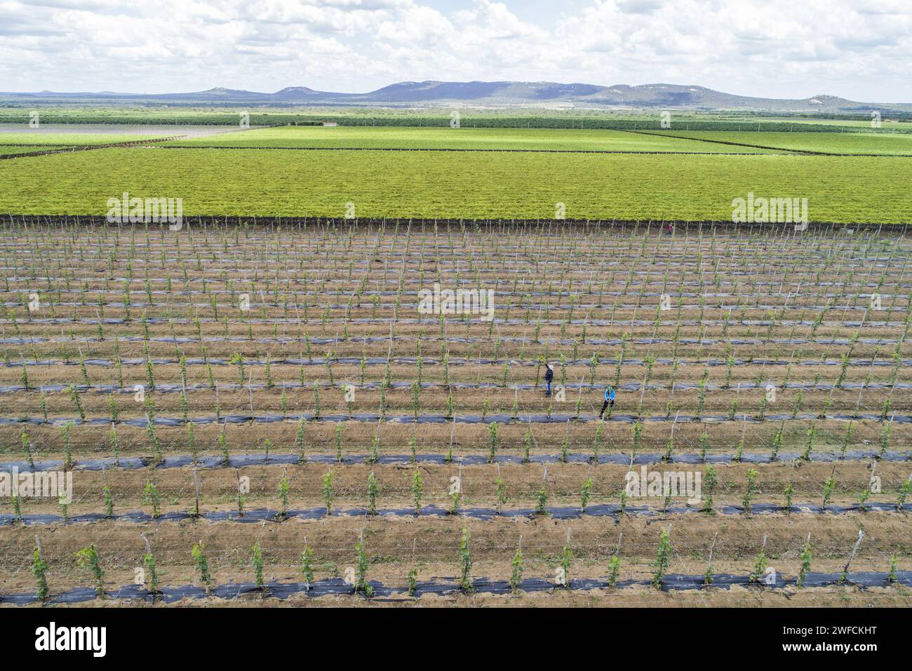 Ansicht der Drupe Plantage von Trauben vom Exporttisch der Obstfirma - Senator Nilo Coelho Project - São Francisco River Valley Stockfoto