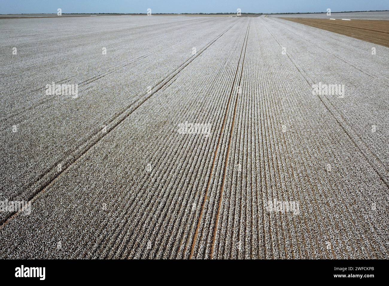 Ansicht der Baumwoll-Plantage-Drohne - Stockfoto