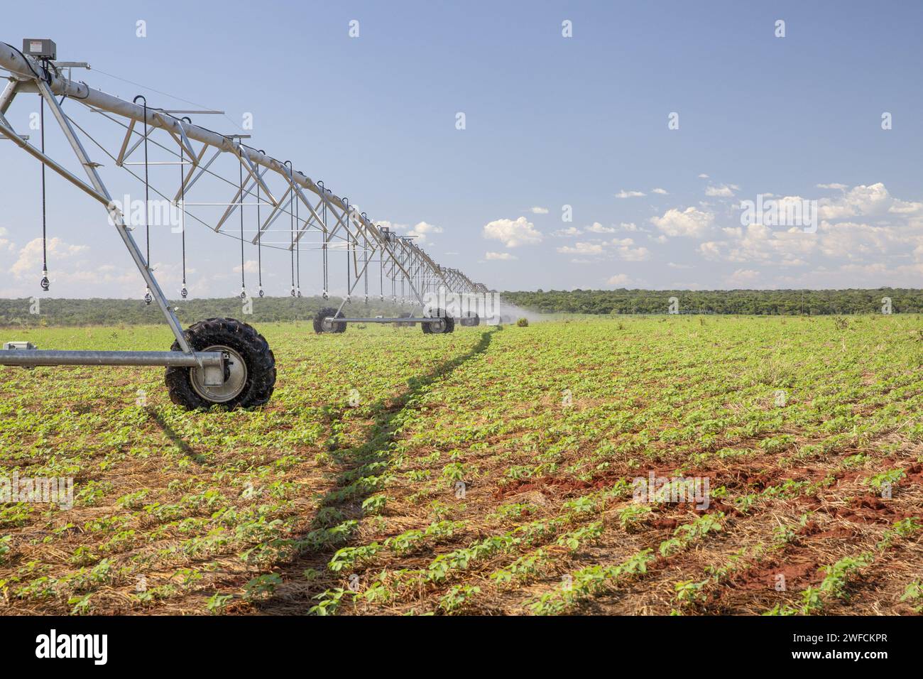 Bewässerte Sojabohnenanpflanzung mit zentralem Drehpunkt - Stockfoto