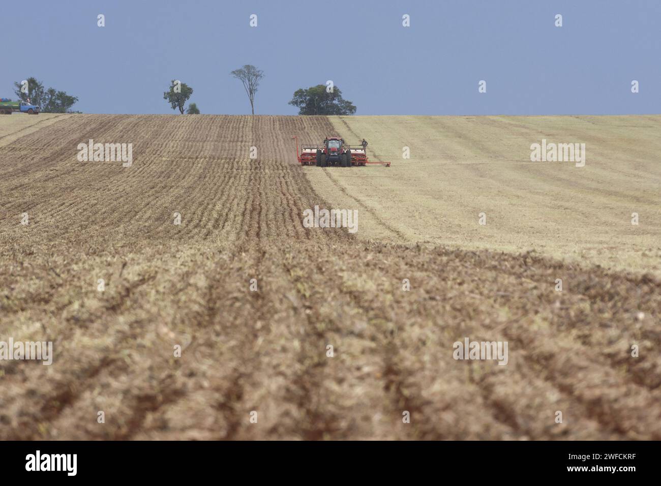 Maschinelle Pflanzfläche für Mais, in der Sojabohnen geerntet wurden - técnica denominada plantio direto Stockfoto