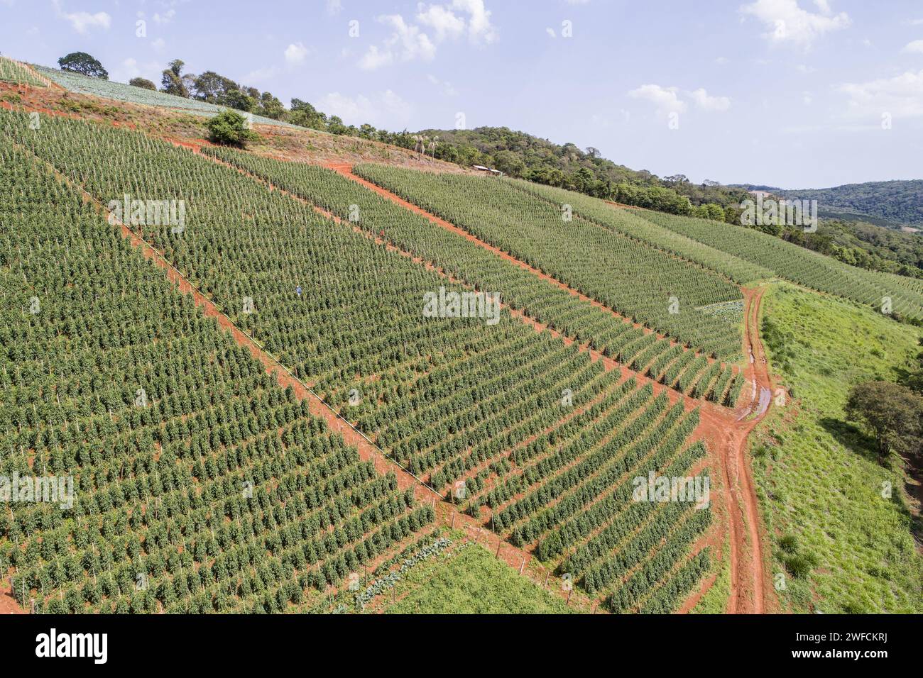 Drohnenansicht der Tomatenplantage im Topf - Stockfoto