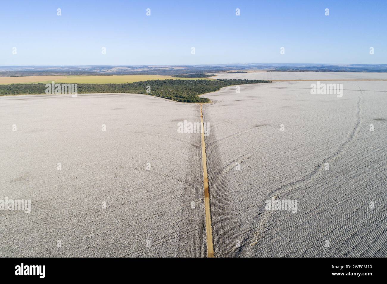 Blick auf die Baumwollplantage - Stockfoto