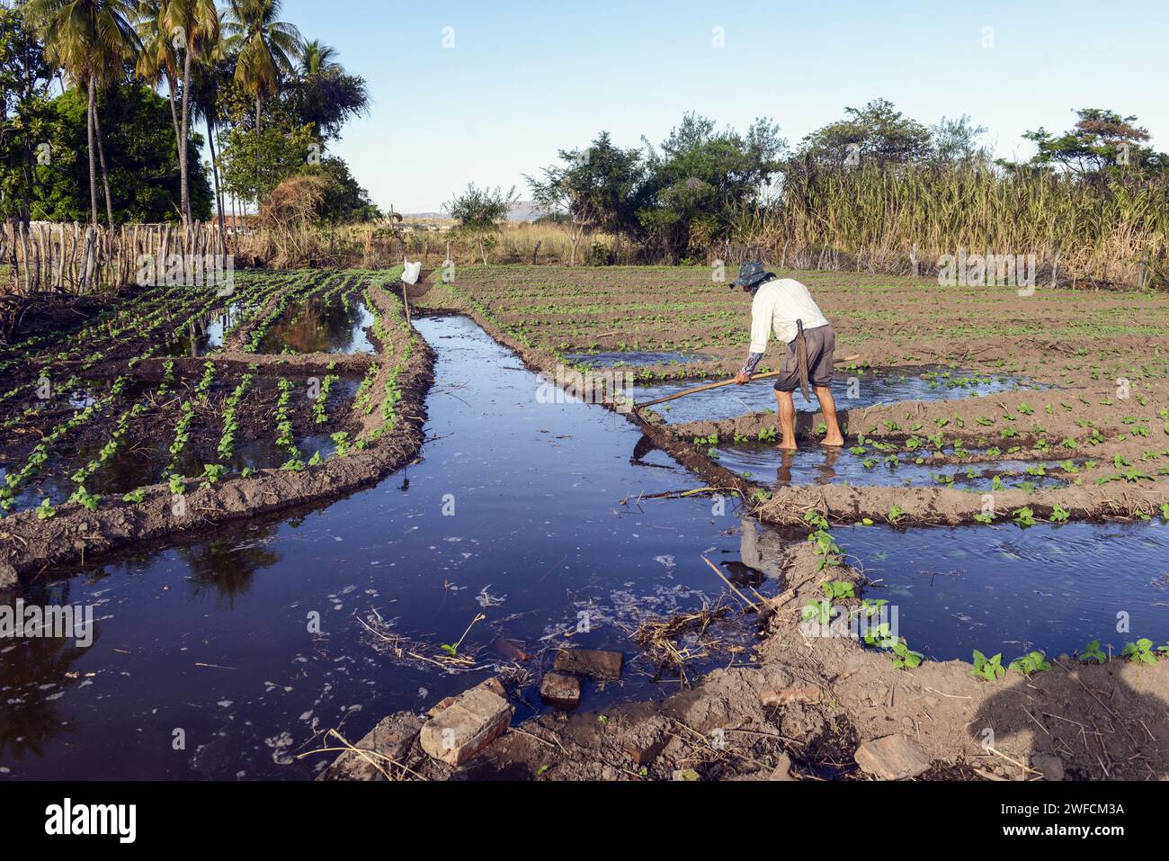 Mitarbeiter, der Wasser für die Bewässerung von Bohnen verwaltet - Stockfoto