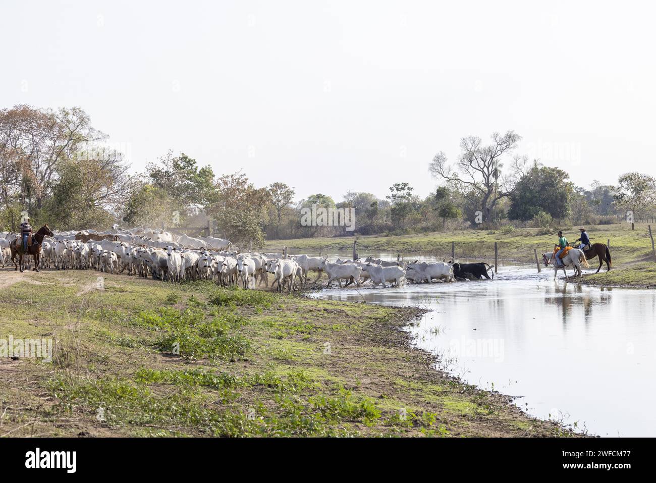 Fußgänger kreuzen Rinder in einem niedrigen Bauerndamm während der Dürre - Pantanal Sul - Stockfoto