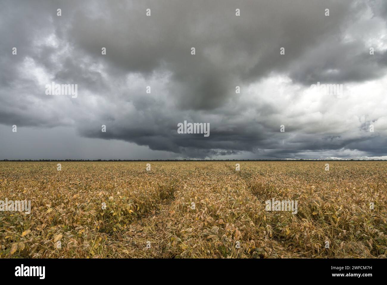 Sojaplantage in der Region namens Matopiba Stockfoto