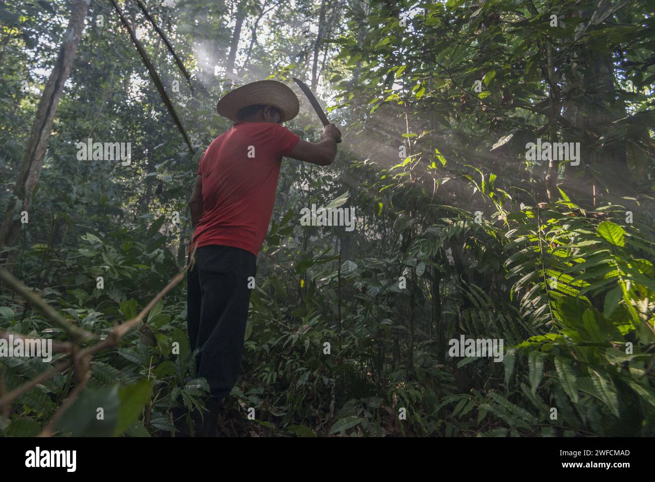 Person die einen Stachel im Amazonaswald öffnet - Serra do Divisor Nationalpark - Stockfoto