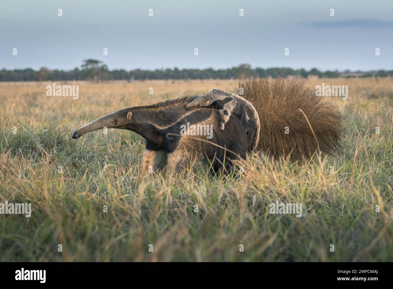 Tamanduá Flagge trägt Jungtier - Serra do Roncador - auch bekannt als Kartoffelameisen, tamanduá-acu, Ameisenbär Stockfoto