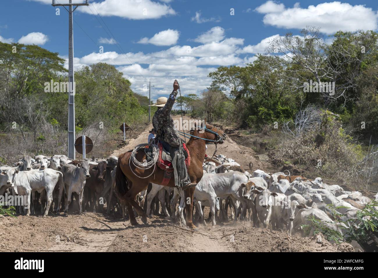Cowboypfarrer treibt Viehbetrieb durch den Estrada Parque im Pantanal von Nhecolândia - Stockfoto