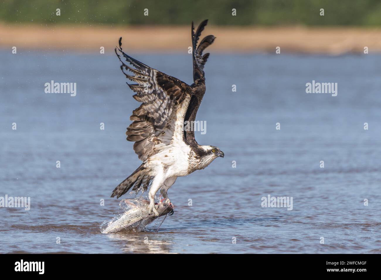 Osprey fischer fischen auf dem Fluss Anuá - Nationalpark Viruá - auch bekannt unter den Namen Babuzar - Caipira - Seeadler - Habicht - Kartoffelfisch - Winde oder Fischer Stockfoto