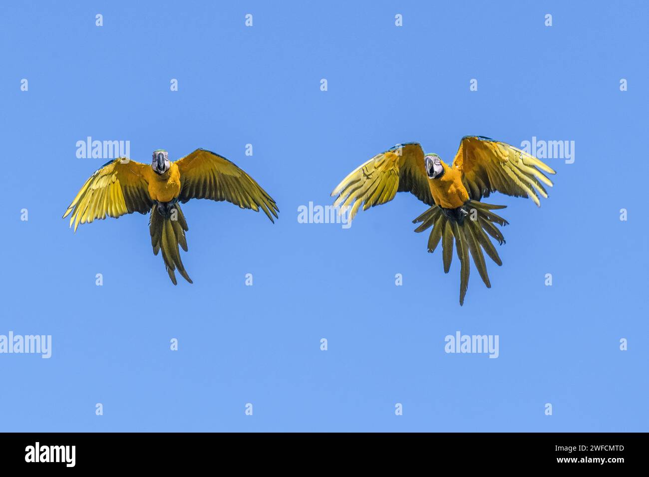 Canindé Macaw Paar fliegen - Nationalpark Chapada dos Veadeiros - Stockfoto