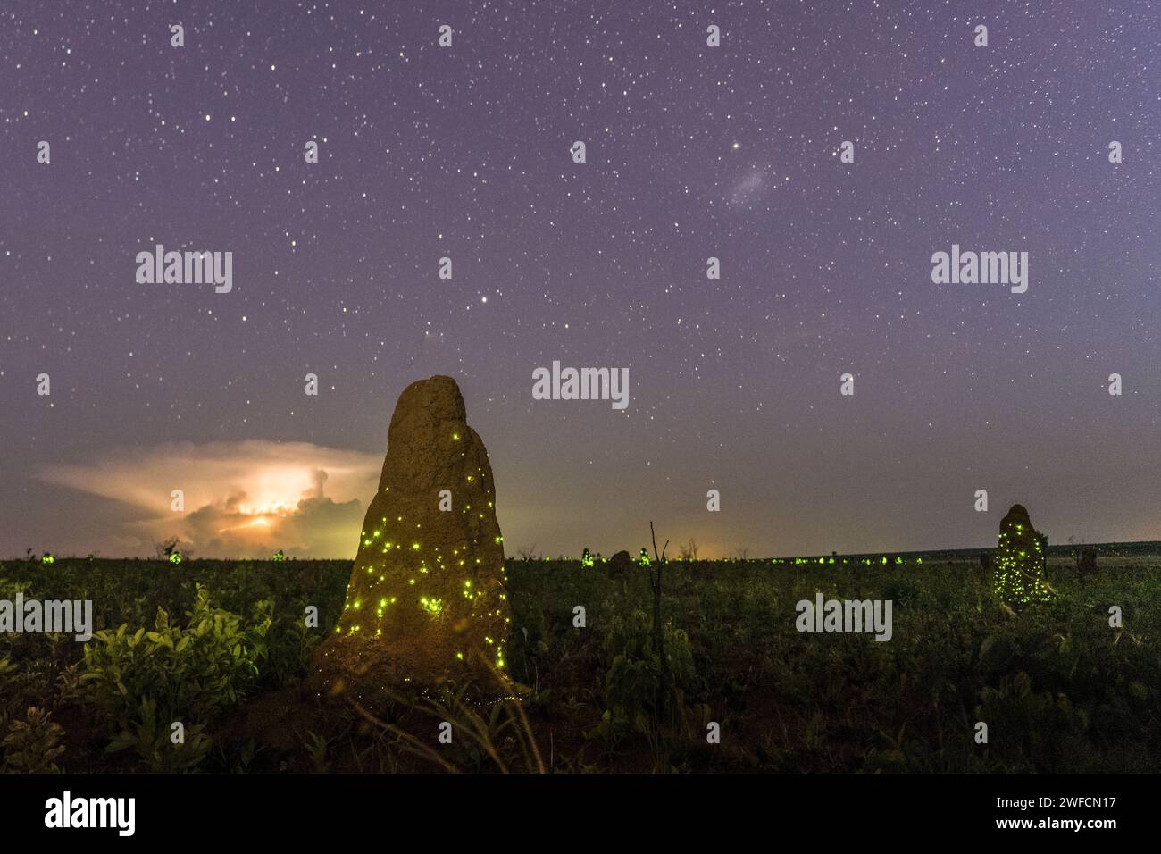 Sternenhimmel und Biolumineszenz in Termitenhügeln im EMAS Nationalpark in der Abenddämmerung - Stockfoto