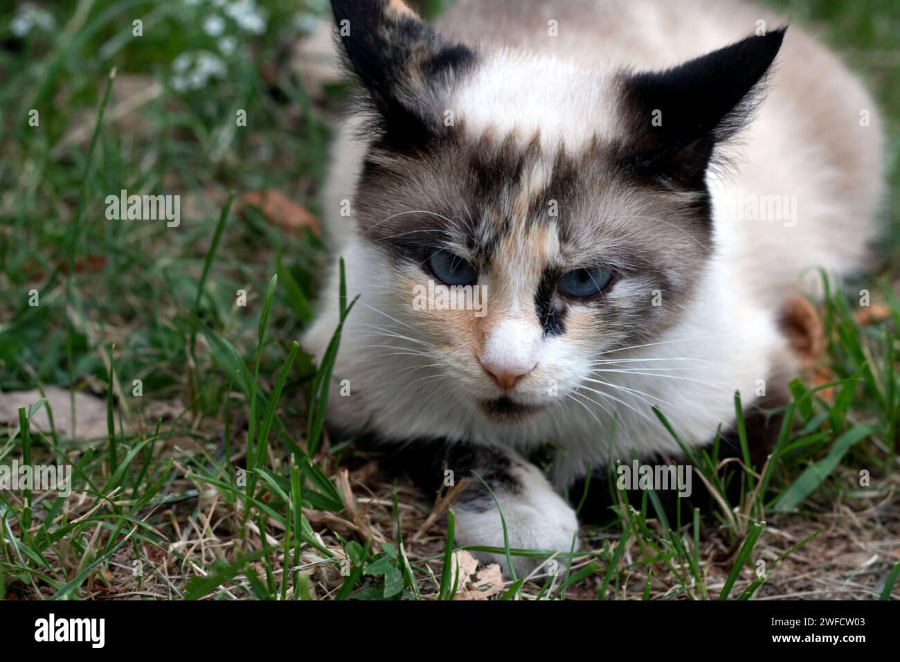 Haustier, Tier, Katze, Outdoor, niedlich, Porträt, horizontal, Fell, Hauskatze, Auge, Haushalt, Gras, Fotografie, schauen, keine Leute, ein Tier, Natur, d Stockfoto