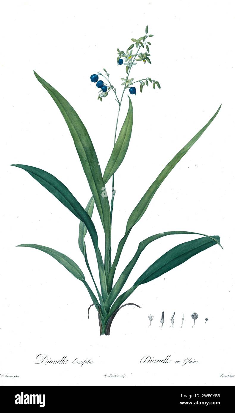 Dianella ensifolia ist eine blühende Pflanze aus der Familie der Asphodelaceae. Sie ist in Südchina, Indien, Japan, Madagaskar, Malesien, die Pazifischen Inseln, Singapur, Sri Lanka, Taiwan und das tropische Asien. Die gebräuchlichen Namen sind Regenschirm Dracaena, Dianella, siak-siak und Flachslilie. Die unter der Schirmherrschaft von Josephine Bonaparte, Kaiserin von Frankreich, produzierten Les Liliacées von Pierre-Joseph Redouté enthielt 503 Platten, die die verschiedenen Pflanzenarten der Lilienfamilie beschreiben und mit ihnen verwandt sind. Die von 1802 bis 1816 hergestellten Platten stammen aus der umfangreichen Pflanzensammlung von Kaiserin Josephine Stockfoto