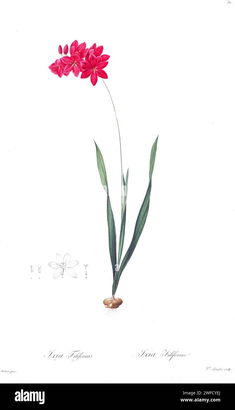 Ixia filiformis, hergestellt unter der Schirmherrschaft von Josephine Bonaparte, Kaiserin von Frankreich, enthielt Pierre-Joseph Redoutés Les Liliacées 503 Platten, die die verschiedenen Pflanzenarten der Lilienfamilie beschreiben und mit ihnen verwandt sind. Die von 1802 bis 1816 produzierten Platten stammen aus Kaiserin Josephines umfangreicher Pflanzensammlung in ihren Gärten in Malmaison, wo Redouté als botanische Künstlerin tätig war. Dieses Folio wird aufgrund des Umfangs, der Breite und der Qualität seines Inhalts oft als Meisterwerk Redoutés angesehen. Stockfoto