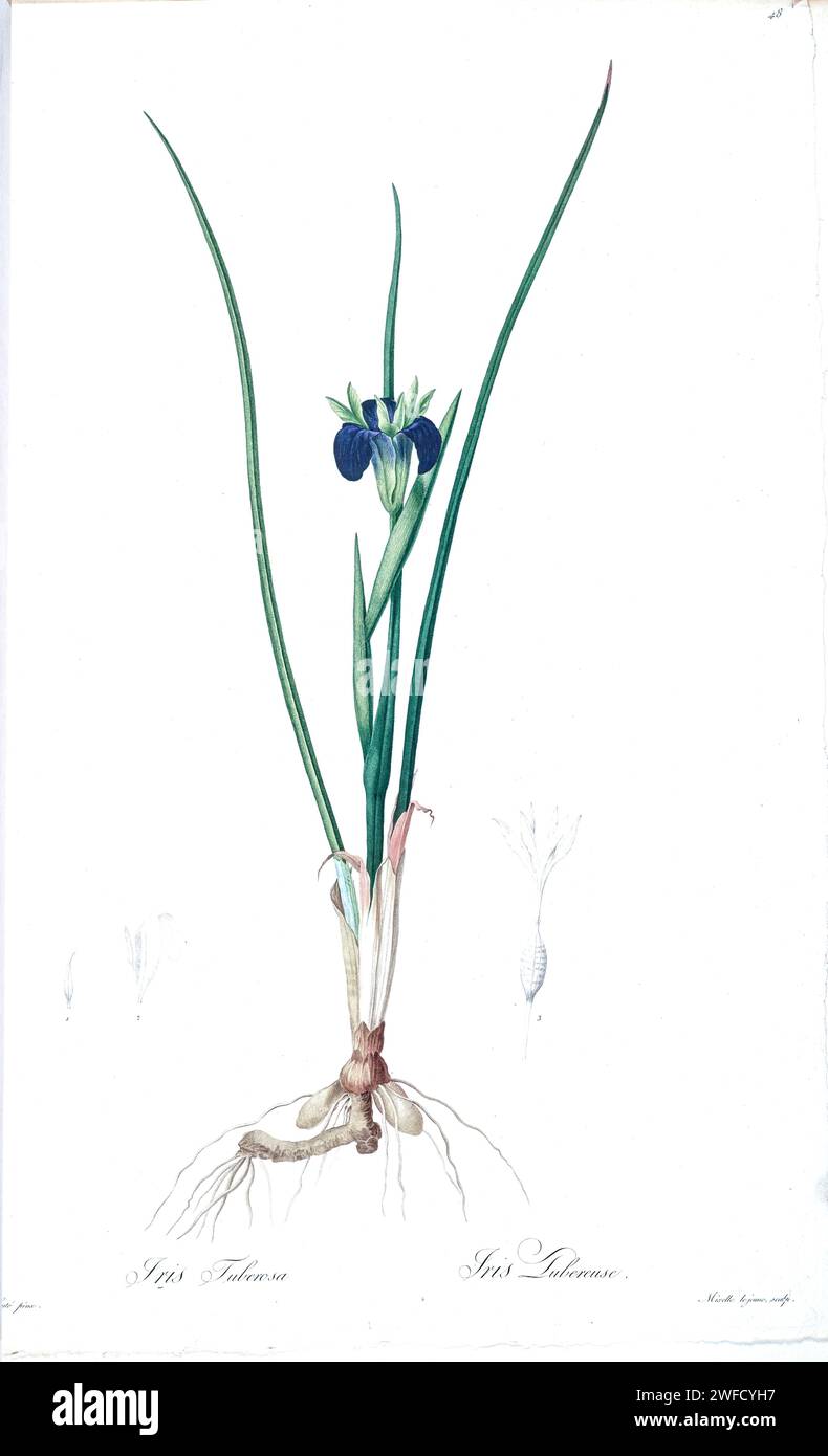 Iris tuberosa ist eine Art von tuberös blühenden Pflanzen der Gattung Iris mit den gebräuchlichen Namen Schlangenkopf, Schlangenkopf Iris, Witweniris, schwarze Iris oder Samtblume-de-luce. Die unter der Schirmherrschaft von Josephine Bonaparte, Kaiserin von Frankreich, produzierten Les Liliacées von Pierre-Joseph Redouté enthielt 503 Platten, die die verschiedenen Pflanzenarten der Lilienfamilie beschreiben und mit ihnen verwandt sind. Die von 1802 bis 1816 produzierten Platten stammen aus Kaiserin Josephines umfangreicher Pflanzensammlung in ihren Gärten in Malmaison, wo Redouté als botanische Künstlerin tätig war. Dieses Folio wird oft als Redou bezeichnet Stockfoto
