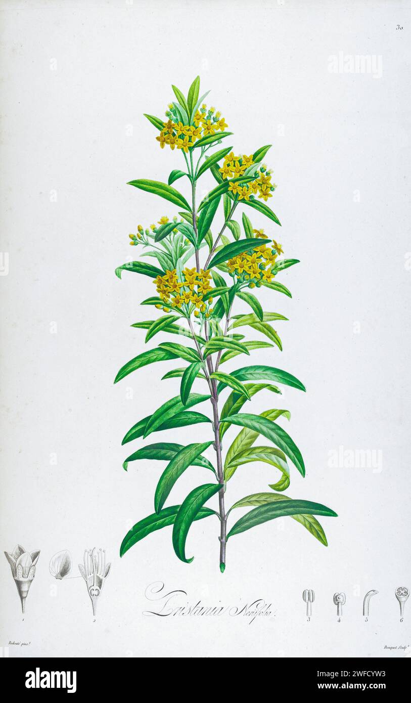 Tristania ist eine monotypische Gattung von blühenden Pflanzen, die in New South Wales, Australien, heimisch sind und eng mit Thaleropia verwandt sind. Beschreibung seltener Pflanzen, die in Malmaison und Navarra von Aime Bonpland (1773–1858) angebaut wurden, französischer Botaniker, der 1813 von Pierre-Joseph Redouté handgemalt wurde Stockfoto