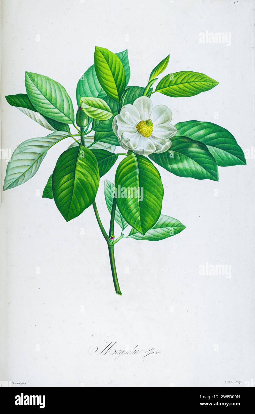Magnolia glauca syn Magnolia virginiana, von Aime Bonpland (1773-1858), französischer Botaniker, handgemalt von Pierre-Joseph Redouté im Jahr 1813 Magnolia virginiana, allgemein bekannt als Süßkaramemagnolie, oder nur Süßkaramemagnolie (auch Lorbeermagnolie, Sumpfmagnolie, Weißkaramagnolie, Weißkarammelmagnolie, Biberbaum),[3] ist ein Mitglied der Magnolienfamilie, Magnoliaceae. Sie war die erste Magnolie, die nach modernen Regeln der botanischen Nomenklatur wissenschaftlich beschrieben wurde und ist die Typart der Gattung Magnolia, da Magnolia auch die Typenart aller ist Stockfoto